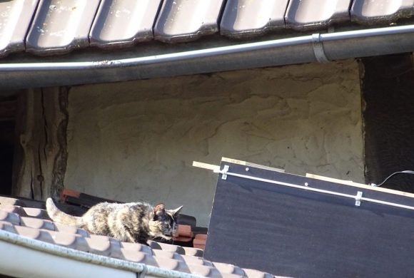 Fanaktion Kätzchen auf einem Dach