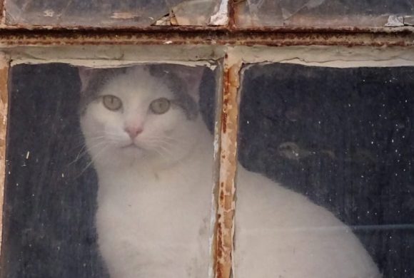 Über 20 Streunerkatzen auf einem Hof bei Duderstadt gefunden