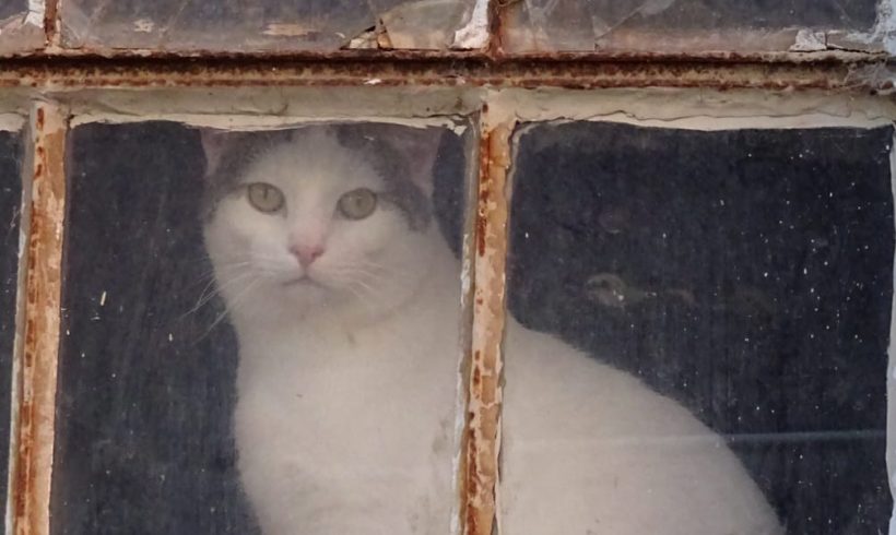 Über 20 Streunerkatzen auf einem Hof bei Duderstadt gefunden