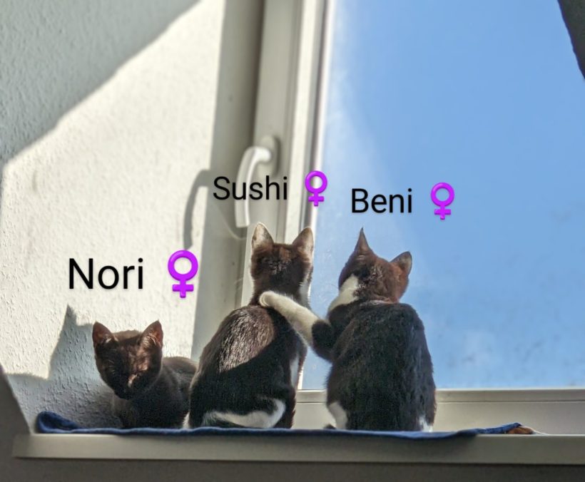 Billie (m), Nori (w), Beni (w), Sushi (w)