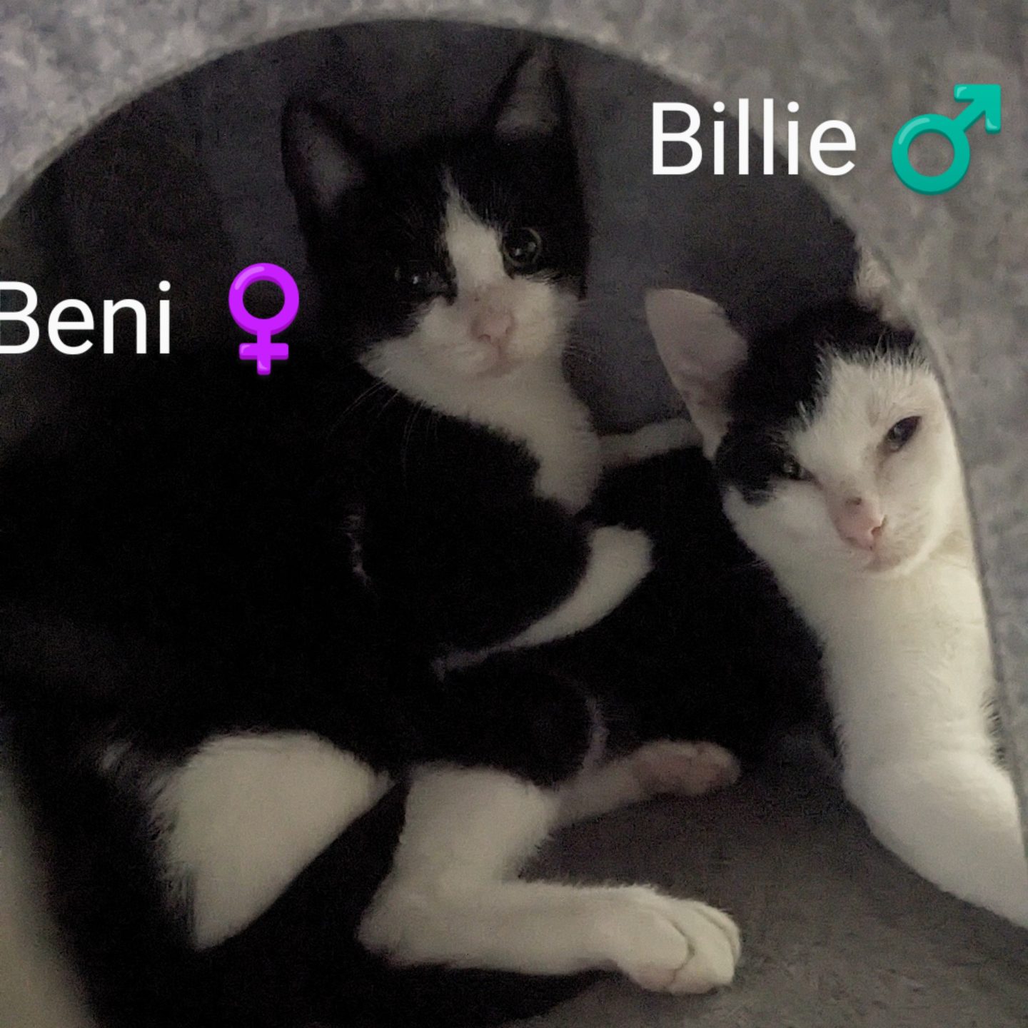 Billie (m), Nori (w), Beni (w), Sushi (w)