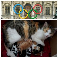 Der Katzenschutz bei Olympia …